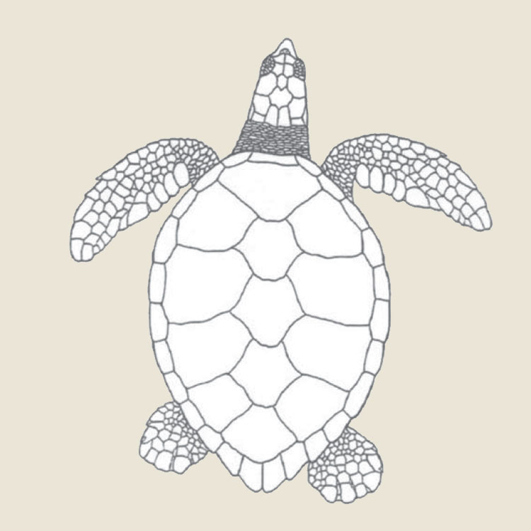 hawksbill turtle drawing