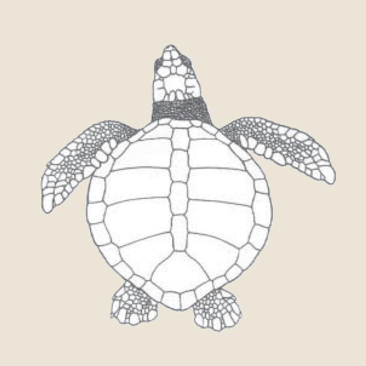 Kemps Ridley Turtle - Turtle Time, Inc.