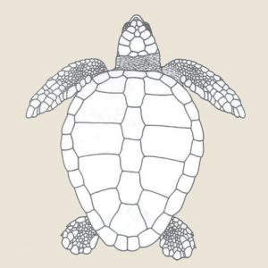 Loggerhead Turtle - Turtle Time, Inc.