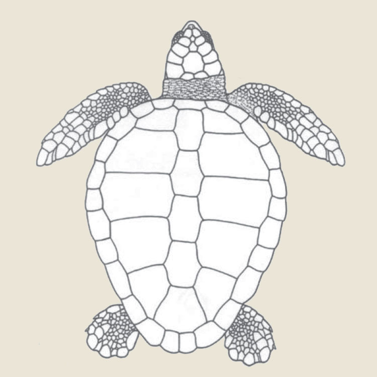 Loggerhead Turtle Turtle Time, Inc.