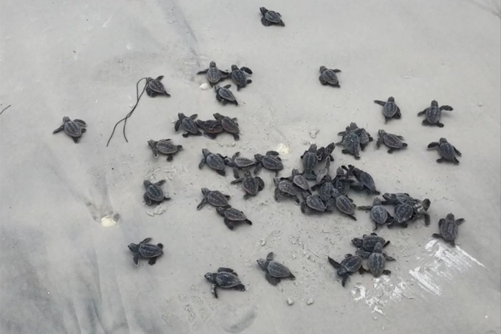 Watch Baby Sea Turtles Hatch in Fort Myers Beach, FL