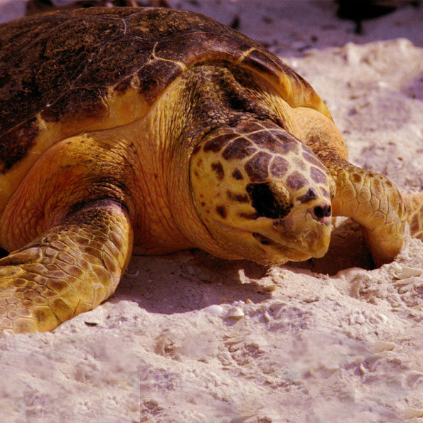 loggerhead